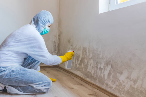 Licensed Mold Remediation service in Jeffersonton, VA - WQB Mold Removal